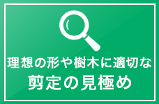 理想の形や樹木に適切な剪定の見極め